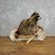 raccoon_taxidermy_mount_for_sale_-_17840_-_the_taxidermy_store